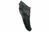 Partial Fossil Megalodon Tooth - South Carolina #250056-1